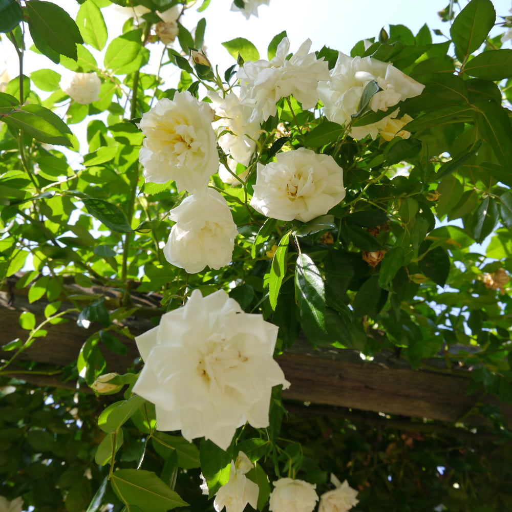Barbier Rambling Roses Rosa | Alberic Barbier | Rambling Rose – Addenbrooke