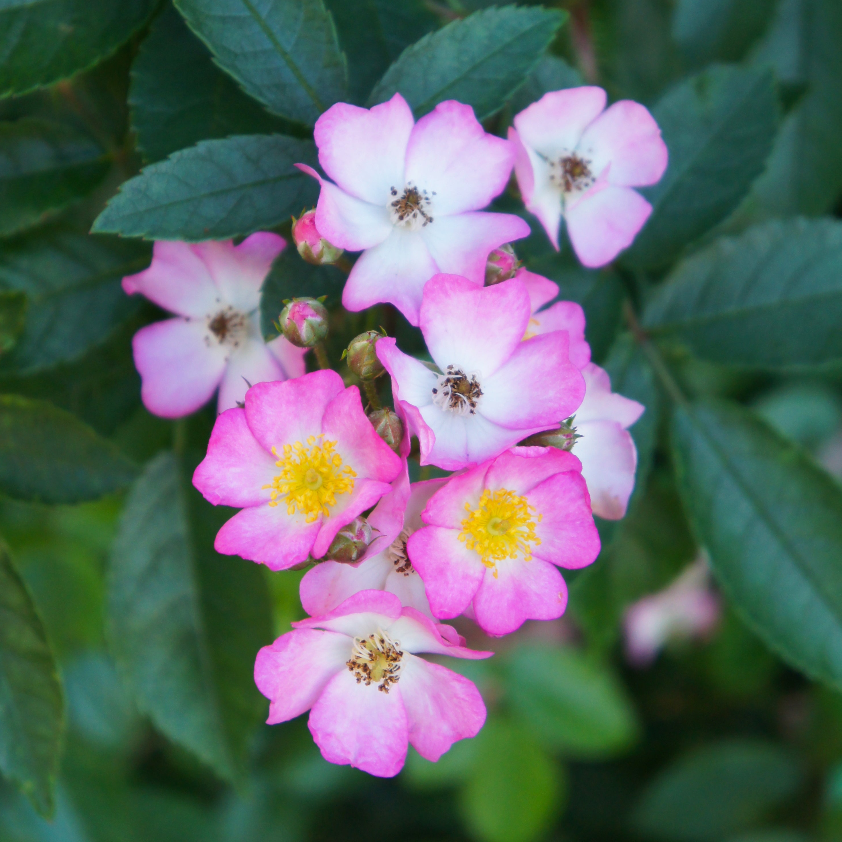 Rosa chinensis | Angel Wings | Fairy Rose – Addenbrooke