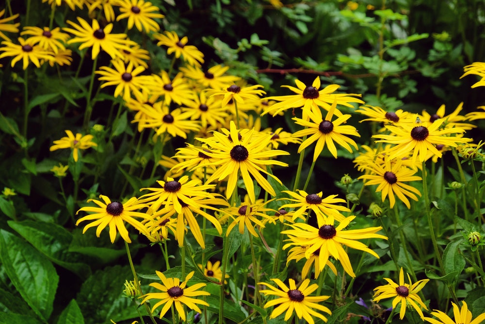Rudbeckia fulgida var. sulivantii | Goldsturm