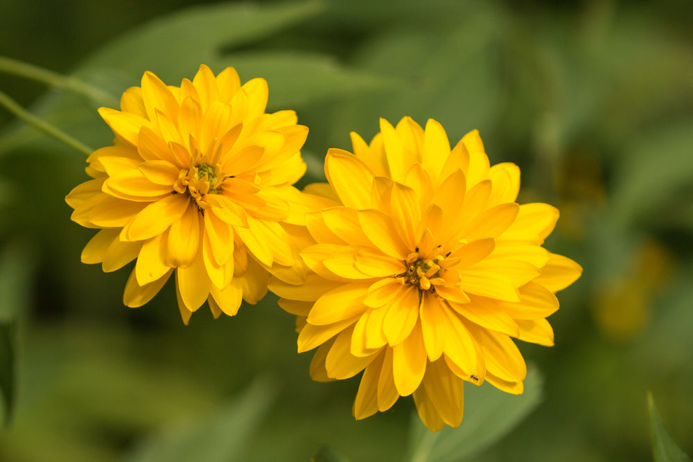 Rudbeckia laciniata | Golden Glow