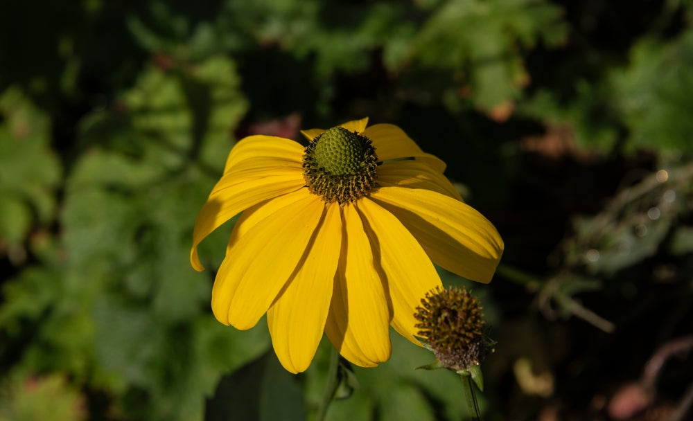 Rudbeckia nitida | Cutleaf Coneflower