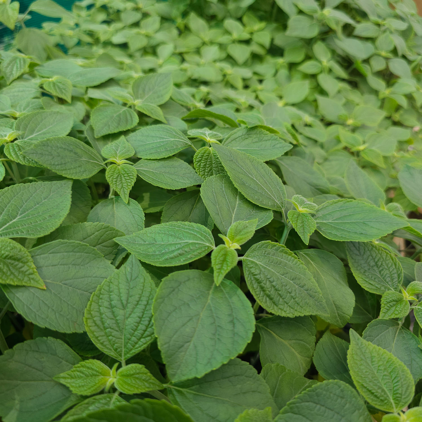 Salvia mexicana | Limelight