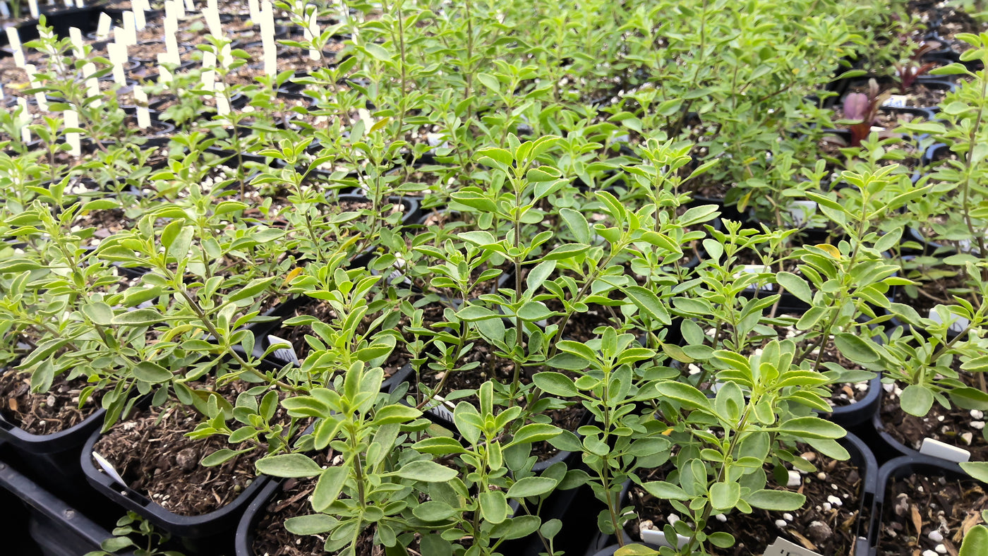 Salvia greggii | Dark Dancer | Autumn Sage