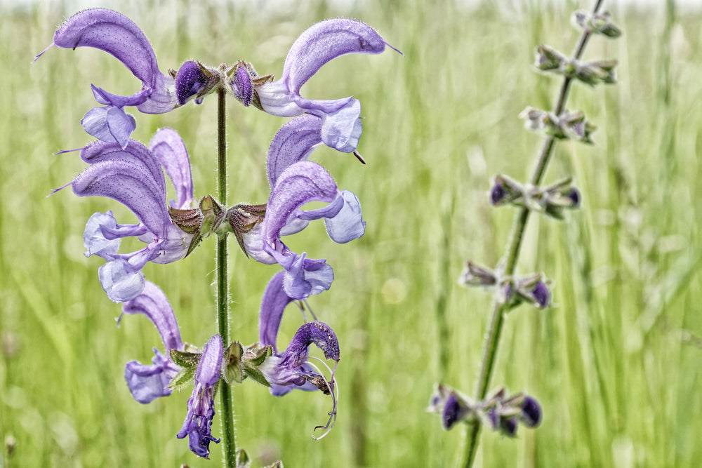 Salvia pratensis | Sky Dance