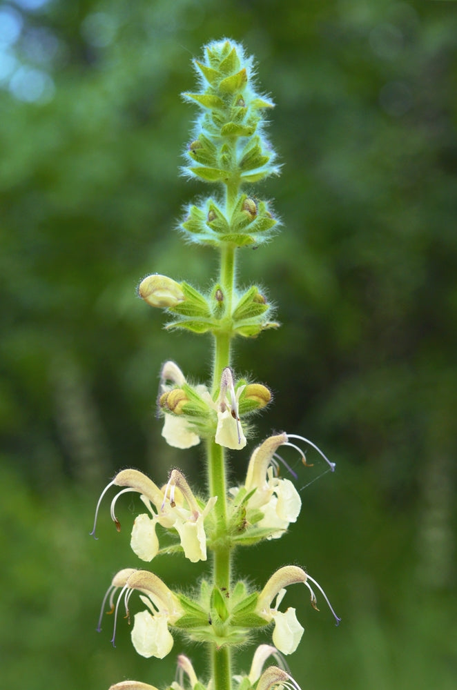 Salvia pratensis | Swan Lake