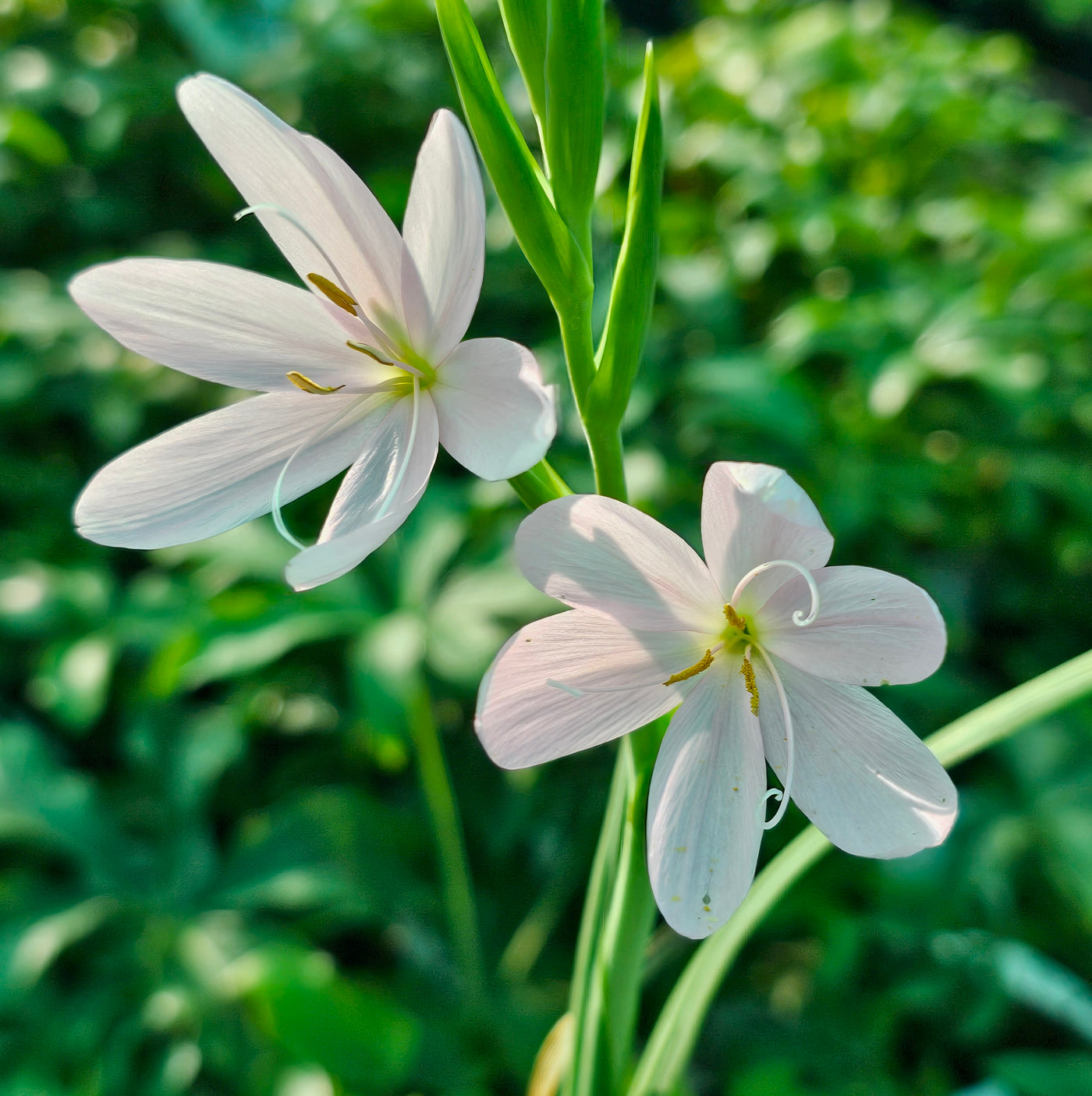 Schizostylis | Pale Lady | Winter Ixia