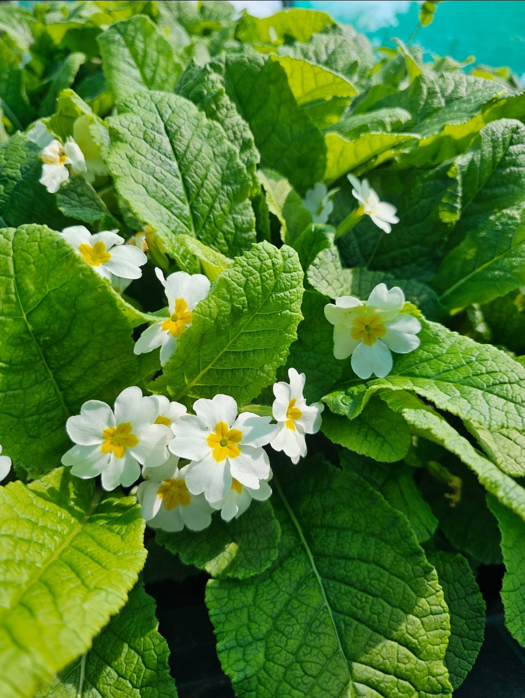 Primula vulgaris | Alba