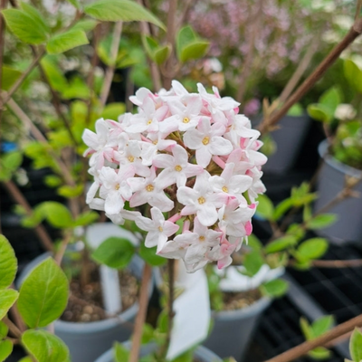 Viburnum x burkwoodii
