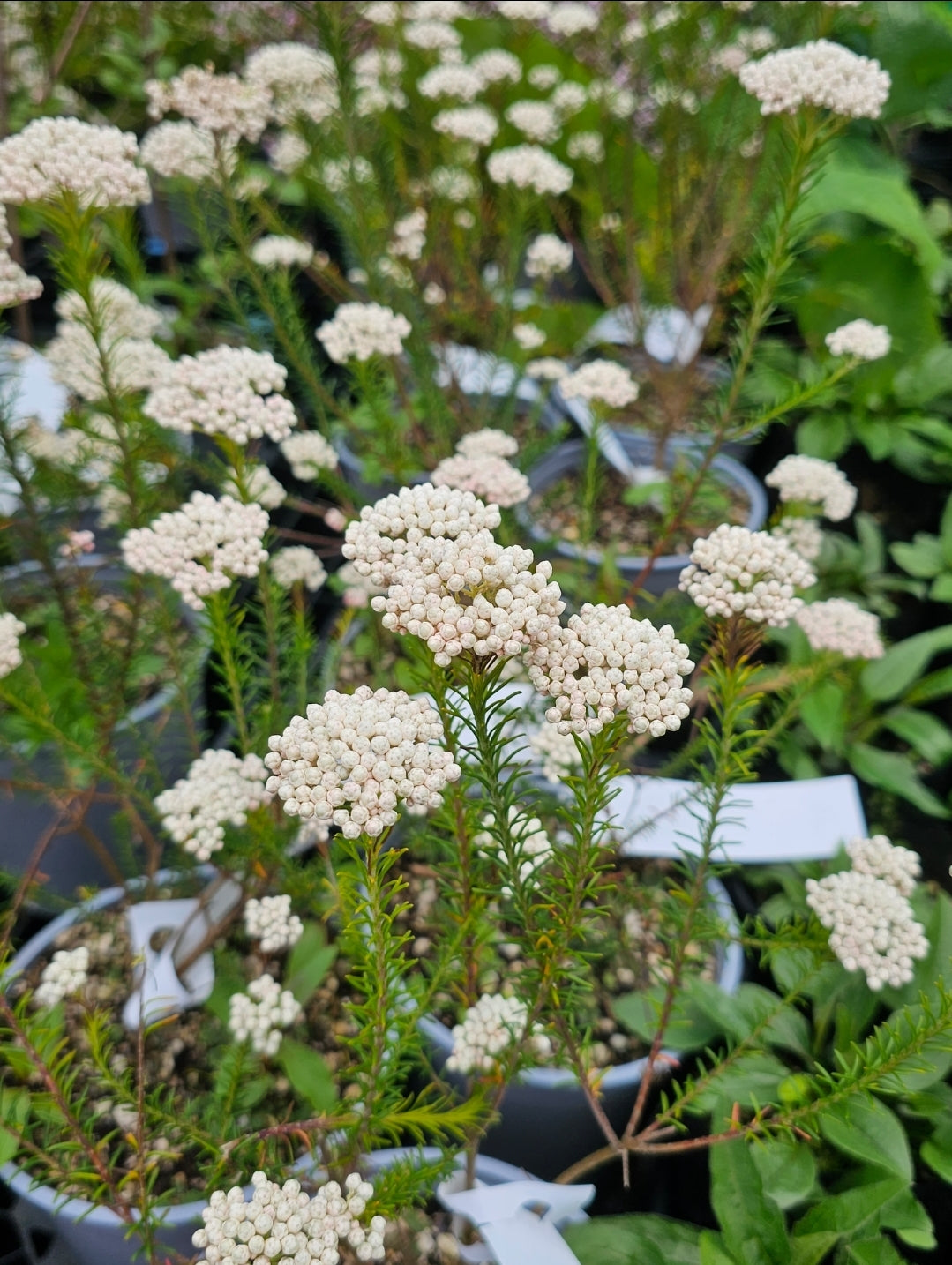 White Rice Flower Plant