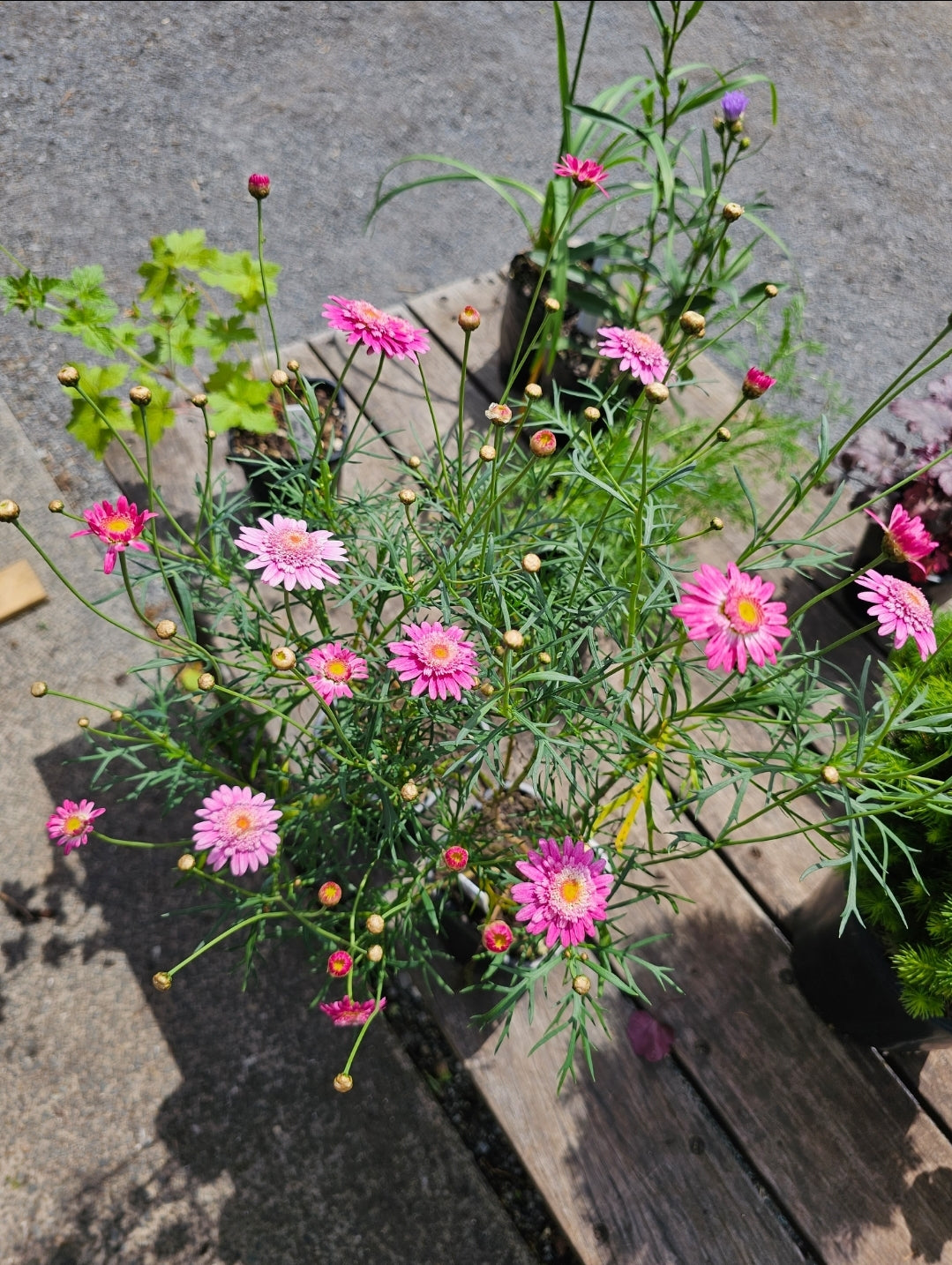 Argyranthemum | Summer Splash | Federation Daisy