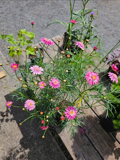 Argyranthemum | Summer Splash | Federation Daisy