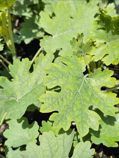 Macleaya cordata | Plume Poppy