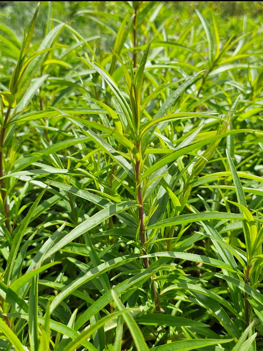 Penstemon hybrida | Firebird | Beardtongue