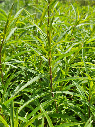 Penstemon hybrida | Firebird | Beardtongue