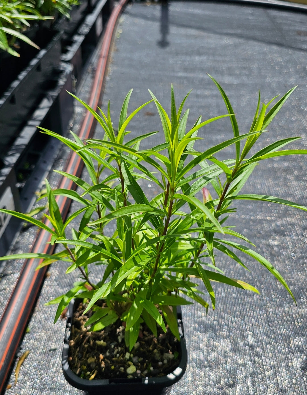 Penstemon hybrida | Firebird | Beardtongue