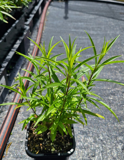 Penstemon hybrida | Firebird | Beardtongue