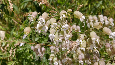 Silene vulgaris | Blushing Lanterns | Maidens Tears | Bladder Campion