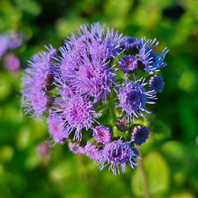 Ageratum houstonianum | Summertime Mix