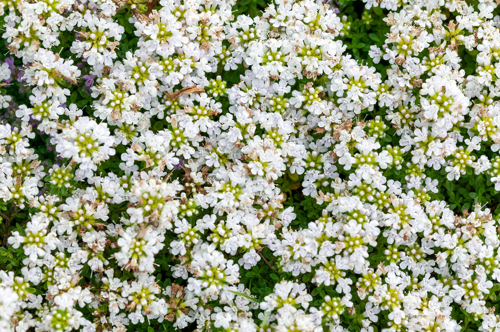 Thymus serpyllum | Albus | Creeping White Thyme