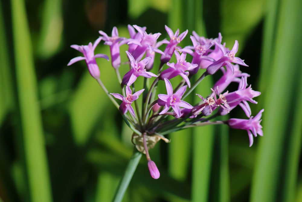 Tulbaghia violacea | Society Garlic