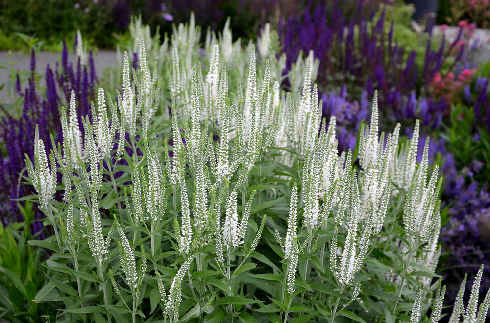 Veronica spicata | Alba