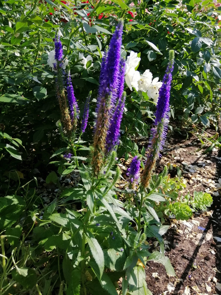 Veronica spicata | Blue Carpet | Spiked Speedwell