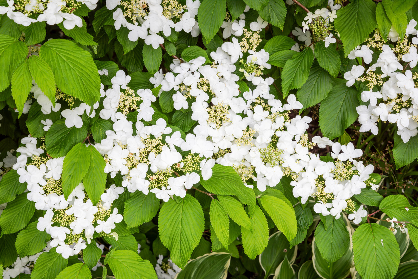 Viburnum plicatum | Mariesii