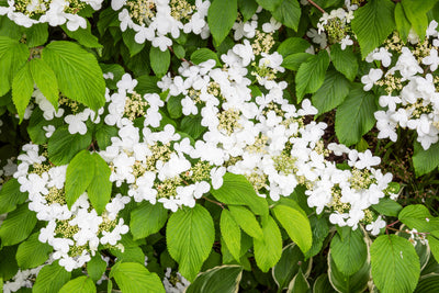 Viburnum plicatum | Mariesii
