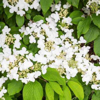 Viburnum plicatum | Mariesii