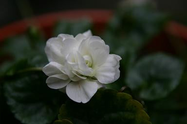 Viola odorata | Swanley White