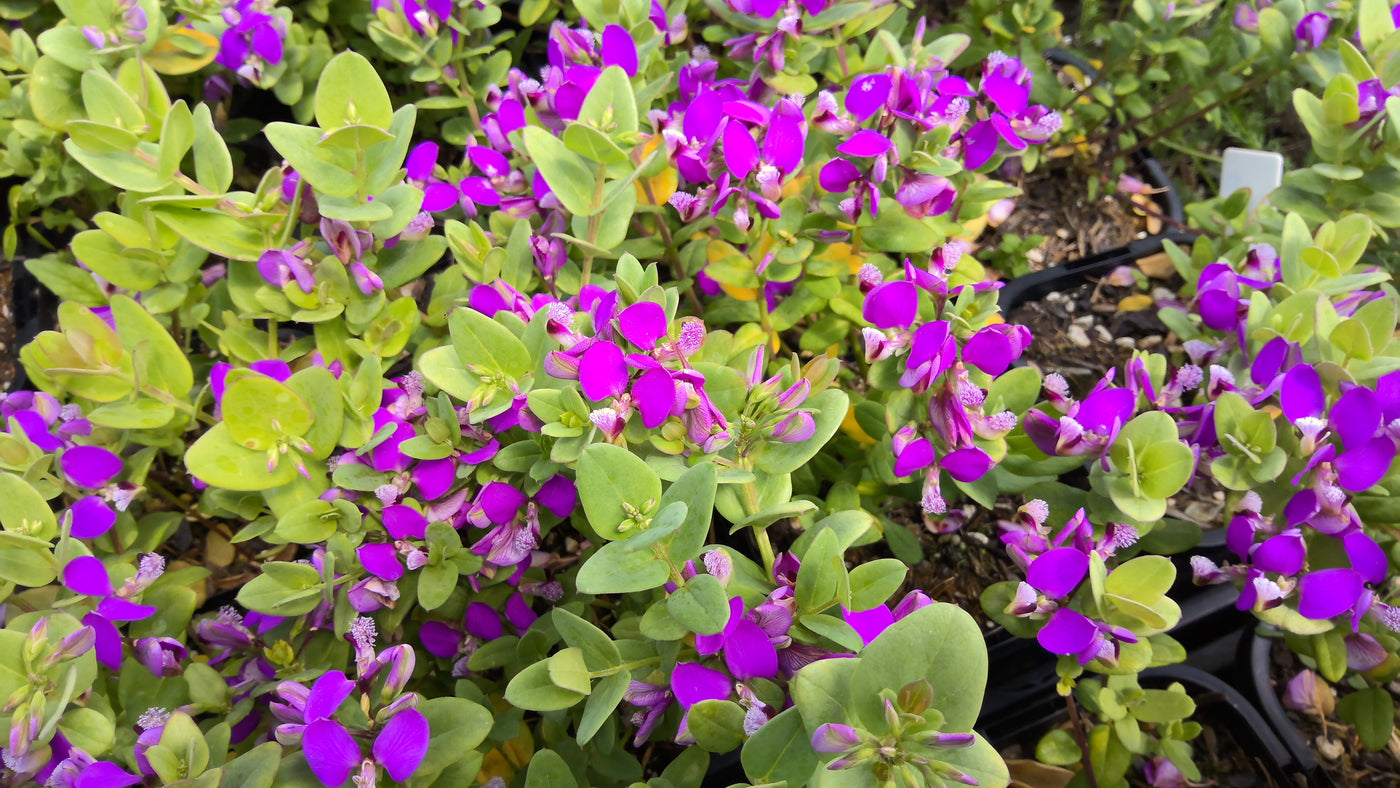 Polygala fruticosa | Petite Butterfly | Sweet Pea Bush