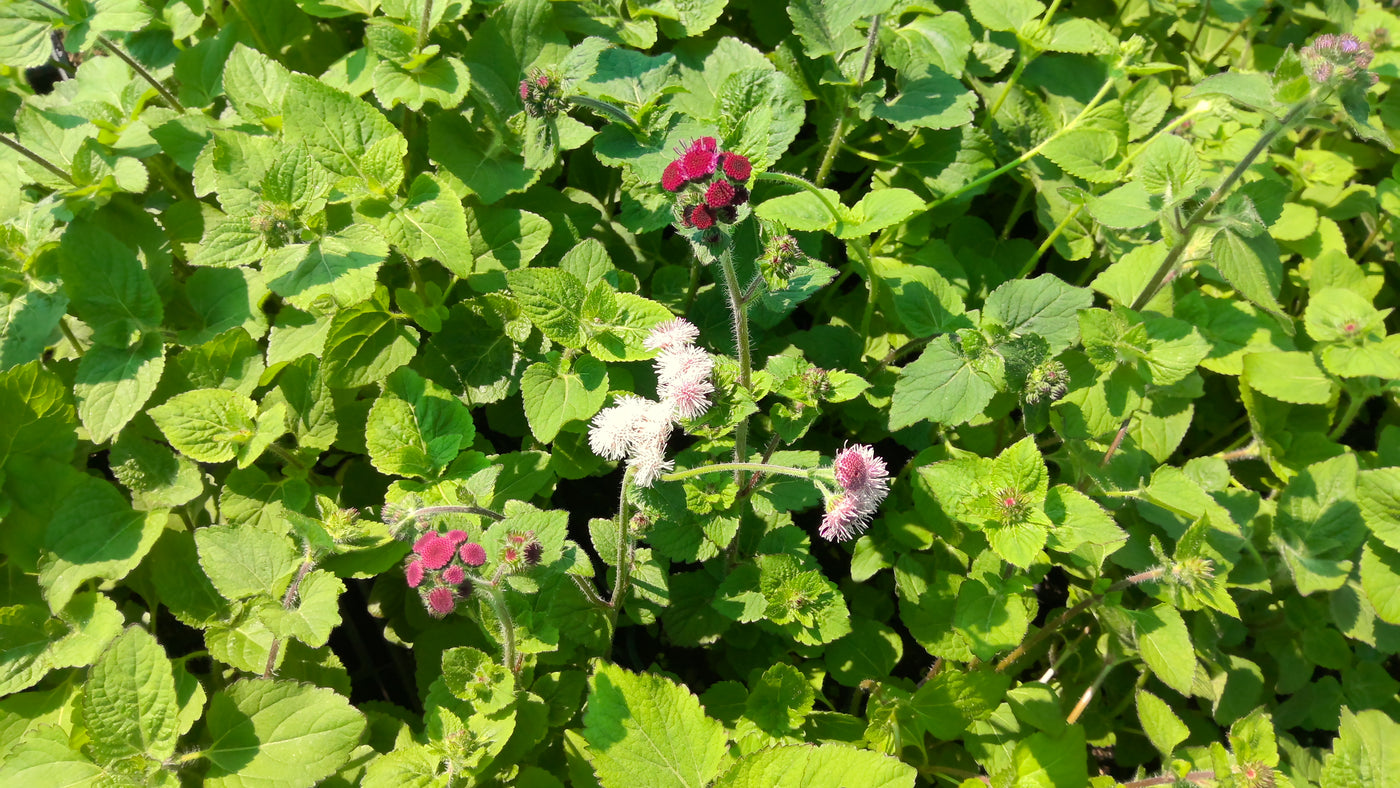 Ageratum houstonianum | Timeless mixture