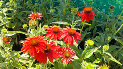 Echinacea x hybrida | Artisan Red Ombre