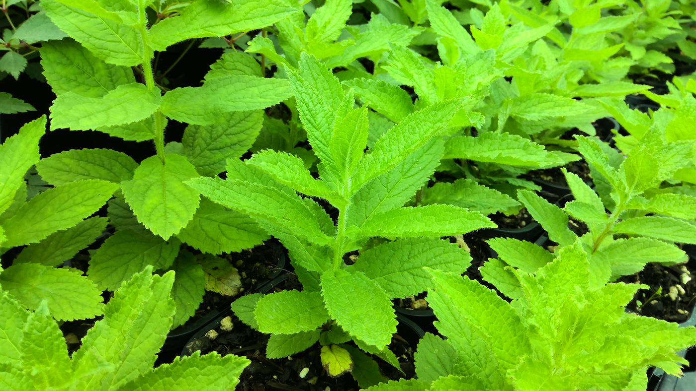 Campanula lactiflora | Milky Bellflower