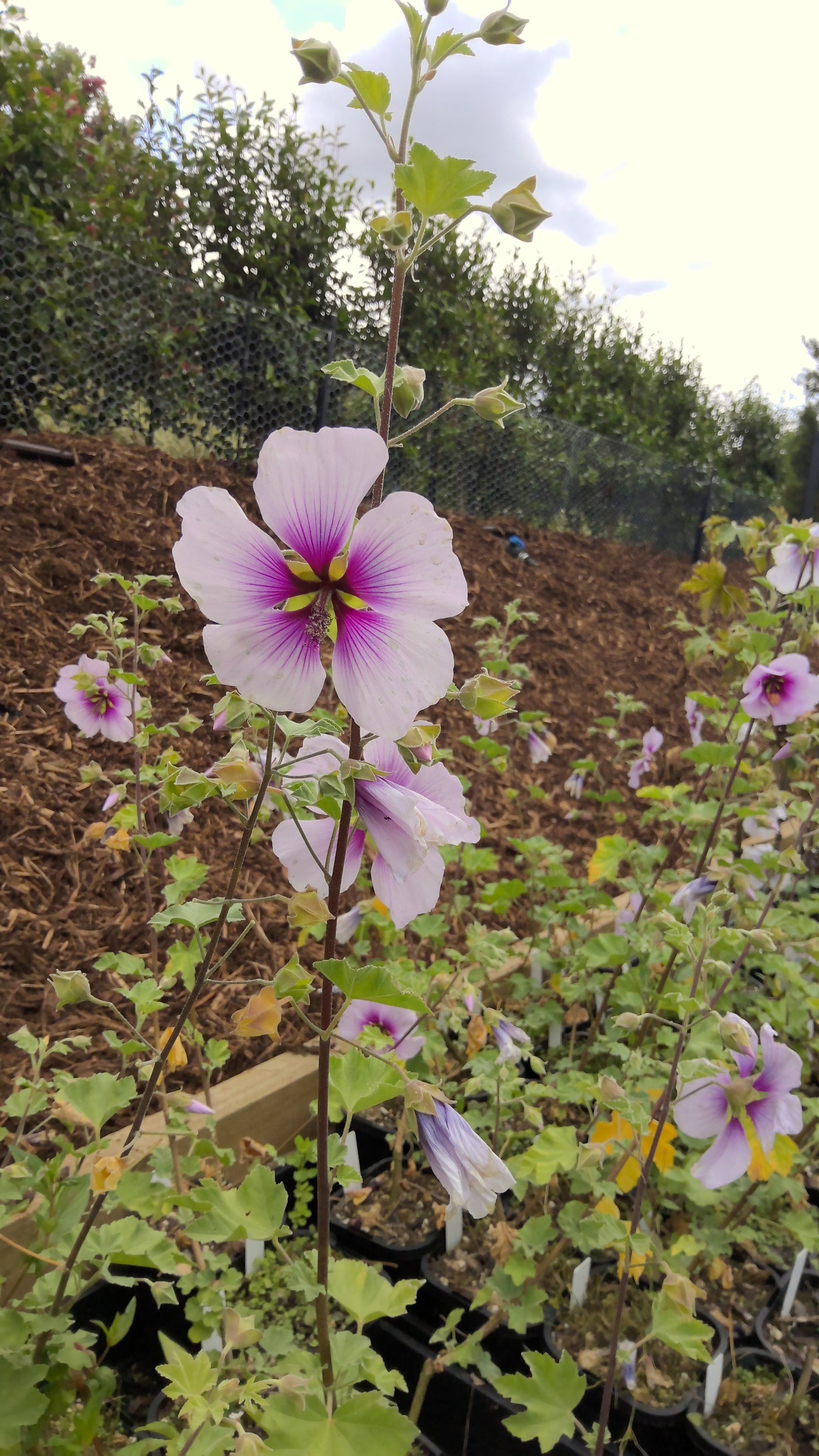 Lavatera maritima | Tree Mallow