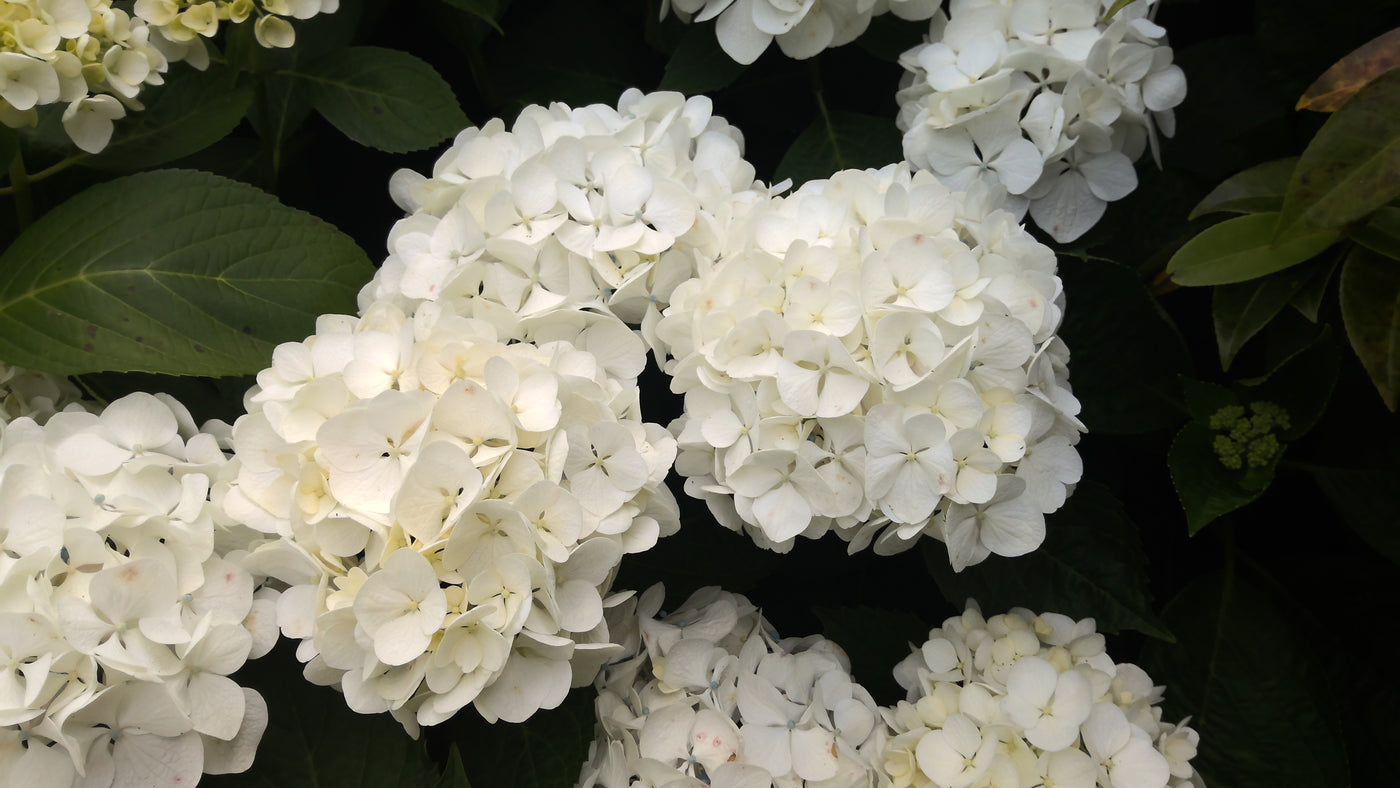 Hydrangea macrophylla | Bridal Bouquet