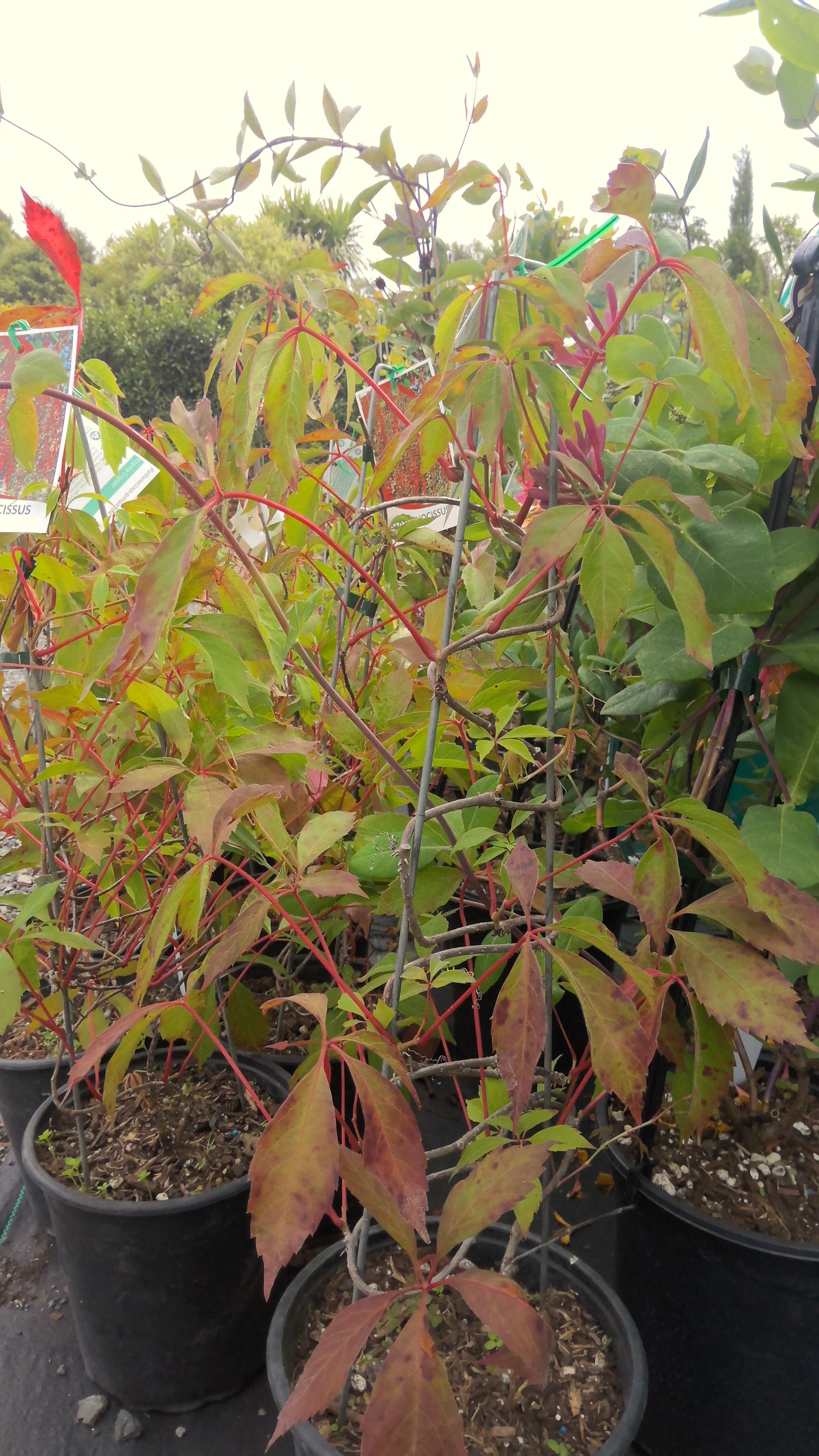 Parthenocissus quinquefolia | Virginia Creeper