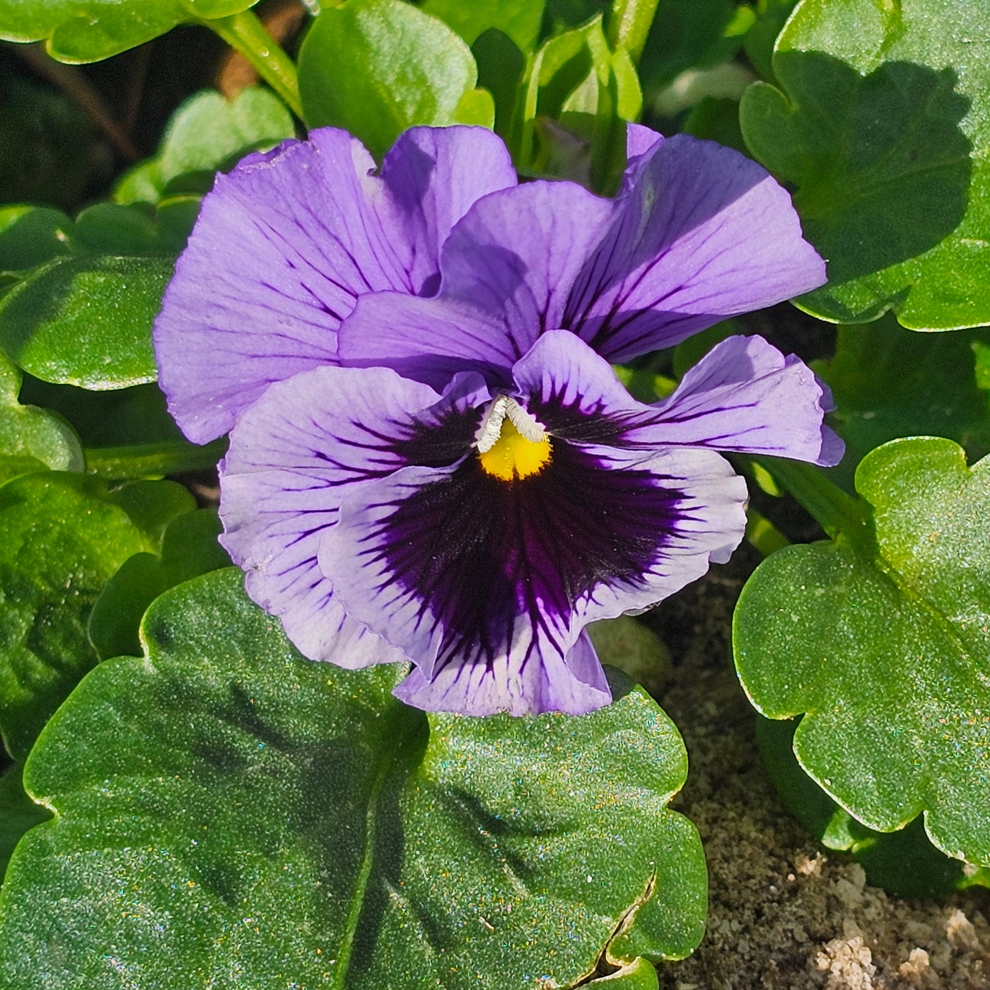 Pansy | Whiskers Mix