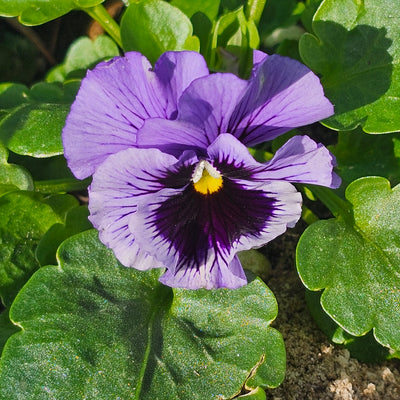 Pansy | Whiskers Mix