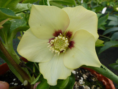 Helleborus x hybridus | Single Hybrid | Yellow