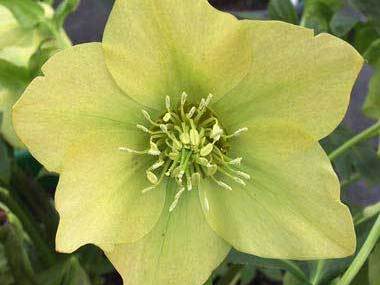 Helleborus x hybridus | Single Hybrid | Yellow