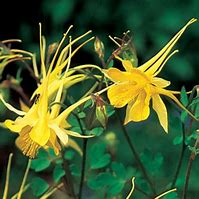 Aquilegia chrysantha | Yellow Star