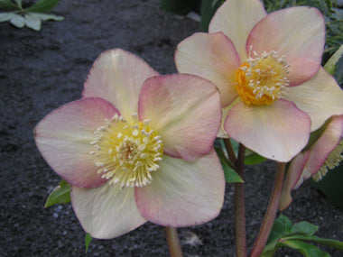 Helleborus x hybridus | Single Hybrid | Apricot