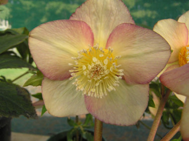 Helleborus x hybridus | Single Hybrid | Apricot