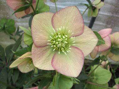 Helleborus x hybridus | Single Hybrid | Apricot