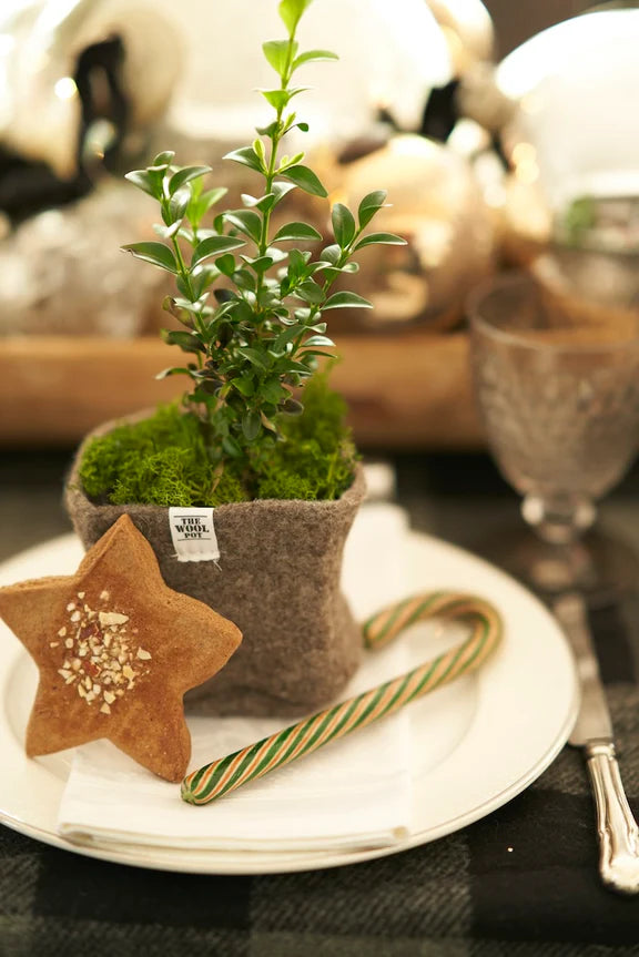 Christmas Dreaming | Sandra Kaminski