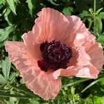 Papaver orientale | 'Coral Reef'