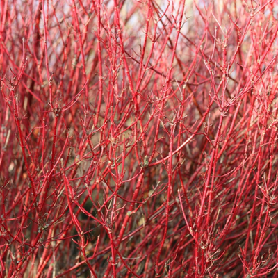 Cornus alba | Elegantissima | Siberian Dogwood