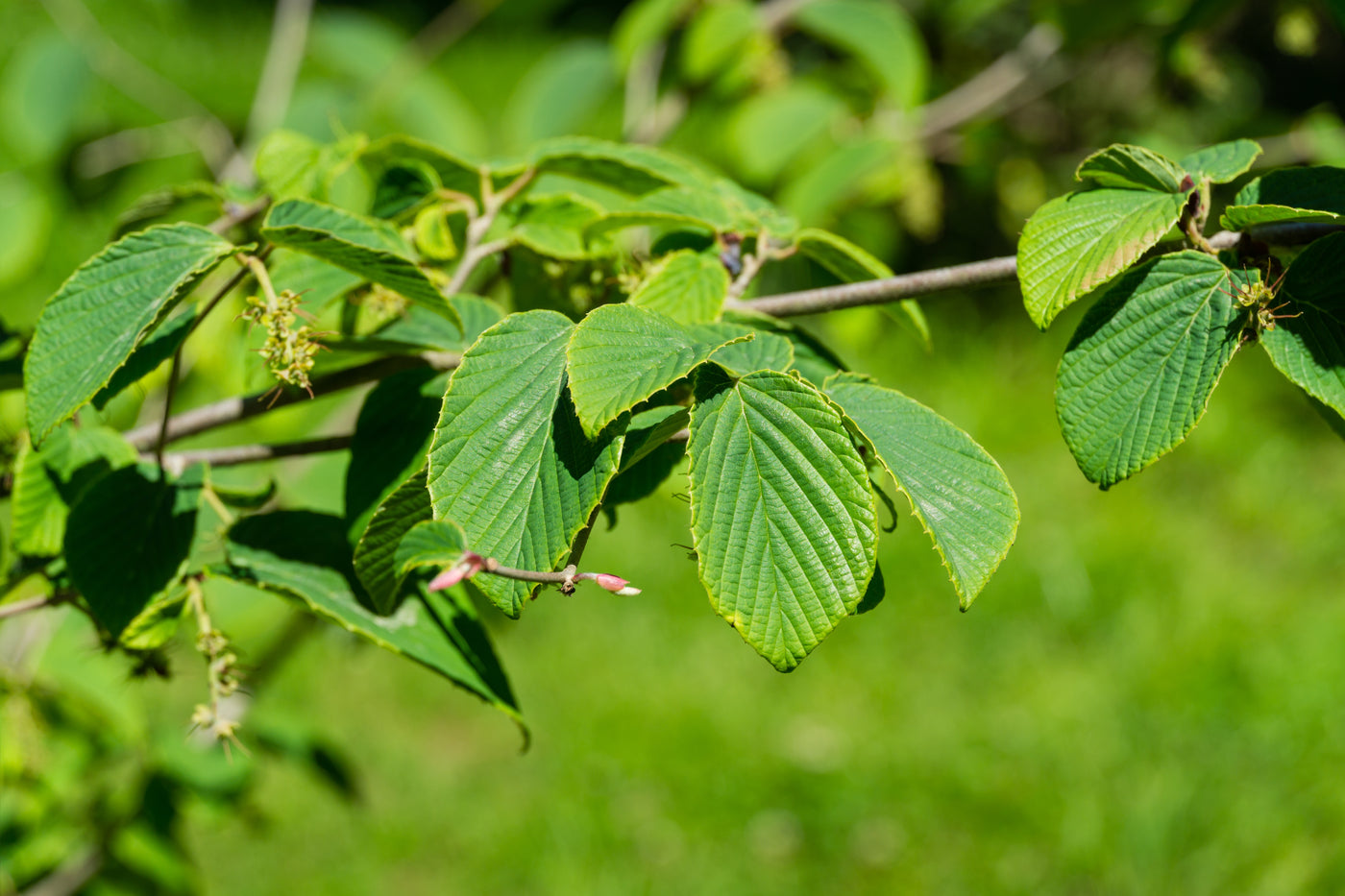 Corylopsis spicata | Buttercup Winter Hazel