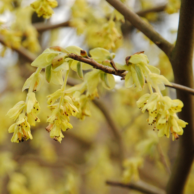 Corylopsis spicata | Buttercup Winter Hazel